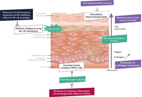 sens'flower mechanism of action