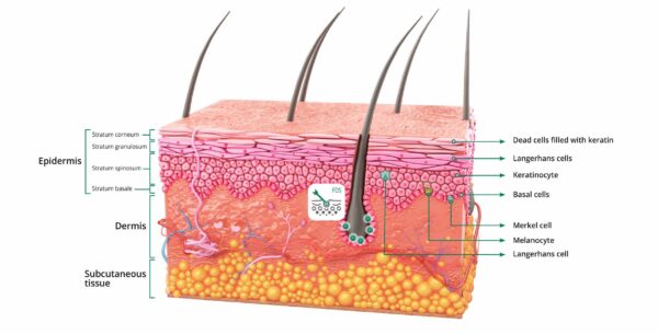 exo fds follixield mechanism of action