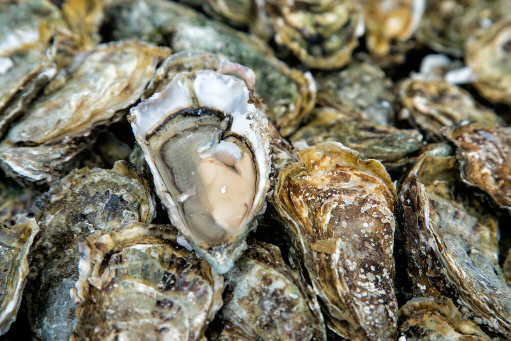 oysters background with open oyster