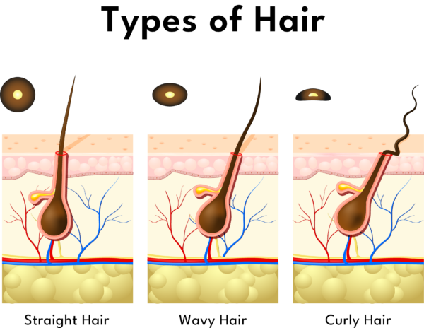 types of hair