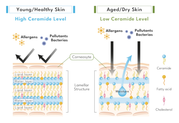 skin ceramide levels aging